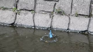 カワセミの水浴び