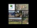 Wildebeest Migration in the Serengeti