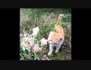 【いいとこどり】猫と桜と思う