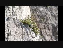 好きな音楽うｐlogueⅥ+六華編1.5