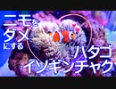 #3【海水水槽】カクレクマノミをダメにするハタゴイソギンチャク