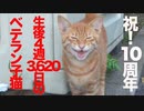 生後4週3620日のベテラン子猫、生き抜いて10周年の縁