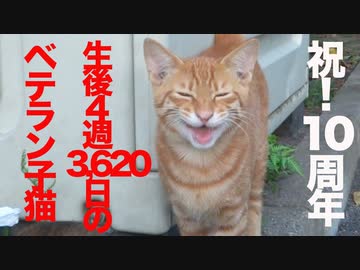 生後4週3620日のベテラン子猫、生き抜いて10周年の縁