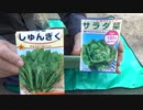 しゅんぎく：サラダ菜：栽培してみます：2021年10月26日(火)