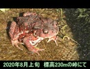 ちょっとだけヒキガエルを眺める