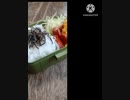 お弁当にいそ松葉ほしいお昼時が食べ頃剣道すんのお弁当違った小手面胴