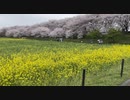 幸手権現堂桜堤（満開）に行って来ました