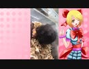 ぱみゅりんのハムスターの日常。