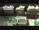 2021年10月10日：全ての栽培状態