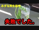 みずな再生栽培、駄目でした。記録しときます。2021年10月4日