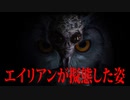 フクロウ、エイリアン説！！【都市伝説】