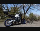 【２０２３　春】　バイクｄｅ　桜　by　MT-09 SP　_(:3 」∠)_