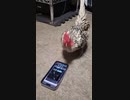 出荷から仲間を救ったニワトリ
