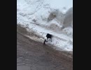 ホモと見るリスVSカラス