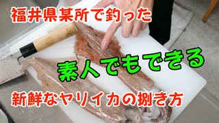 釣ったばかりの新鮮なヤリイカの捌き方を教えます！