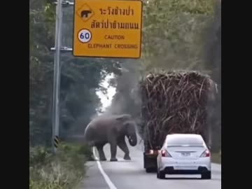 ホモと見る通行料を要求することを覚えたゾウさん