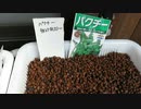 ④パクチー(コリアンダー)栽培：7日目：2021年10月2日