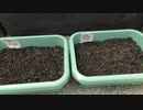 ②ほうれん草：5日目：2021年10月2日