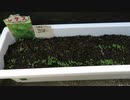 ②レタス＆培養土：6日目：2021年10月2日：野外