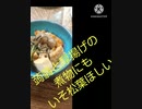 蒟蒻と厚揚げ豆腐の煮物にいそ松葉ほしい晩飯に食べる？ほしい蒟蒻違った今夜食う
