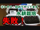 ②レタス：初めてやってます。水耕栽培：2021年9月27日：失敗