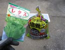 ①レタス＆培養土：初心者がやってみます。野外　2021/09/26