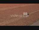 4k Giant Pumpkin patch - Drone Flight dolly right   pan left   Overhead