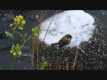 スズメに春の雪
