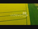 Aerial Farmer on tractor spraying pesticides over yellow canola field