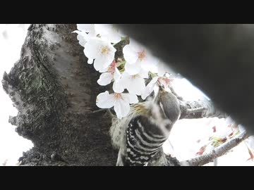 コゲラが虫の捕食ではなく、桜の花を吸蜜