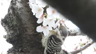 コゲラが虫の捕食ではなく、桜の花を吸蜜