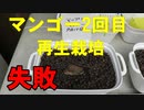 ③マンゴー2回目：再生栽培：失敗です。2021年9月25日