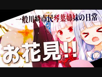 琴葉姉妹のお花見！！