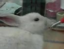 ウサギさん