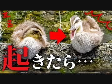 0609C⑨【起きたら独りだった雛の反応】異母兄弟カルガモ親子、お昼寝前の可愛いルーティーン。寝起き二度寝【野鳥観察日記と撮影解説】#カルガモ親子　#カルガモ 　#身近な生き物語