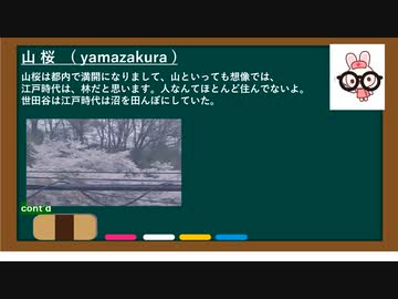 久々動画 - 都内の山桜