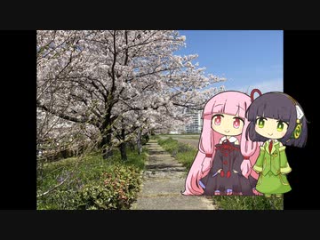 セイあか「お花見」