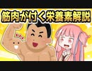 筋肉をつけるための栄養素５選【VOICEROID解説】