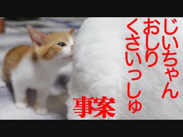 お嬢様子猫、禁断のSiriでLittleGirlフレーメン