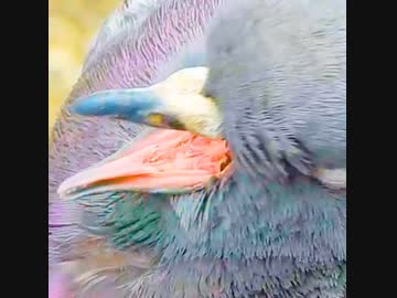 鳩の舌がヤバい