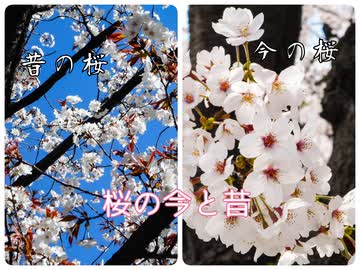 【春の特別企画】お花見今昔物語～桜の種類と江戸時代のお花見と～