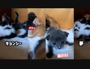 兄妹同士で噛みまくる子猫たち『初めての大喧嘩』