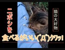 【さぁ、お食べ (ﾟДﾟ)ｸﾜｯ!】猫ちゃん、まっしぐら！！！？