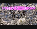 【納車記念】桜狩りに行ってきたんよ【セロー】