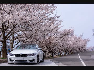【海津大崎】花見ドライブ車載動画【後編】