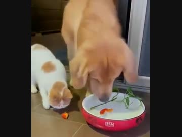 ホモと見る猫に殺されそうな金魚を助ける犬