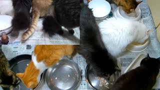 今週のおやつ（本隊）【蒼民家の猫々】