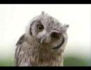 梟（新しいばんど、はじめました）