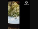 千切りキャベツにいそ松葉あうよヨーロッパ旅行アテネは別料金すみま　せんギリシャ別