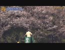 【ウマ娘風】第82回桜花賞GⅠ(2022)【スターズオンアース】